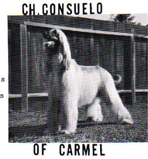 Image of Consuelo Of Carmel