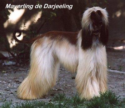 Image of Mayerling De Darjeeling
