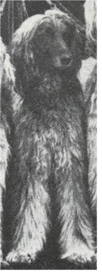 Image of Taj Abu Of Chaman (1946)