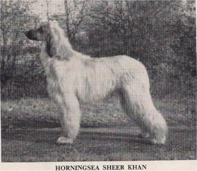 Image of Horningsea Sheer Khan