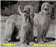 Image of Burma Kush El Myia