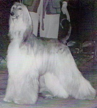 Image of Sahiba Peppercorn Of Pahlavi