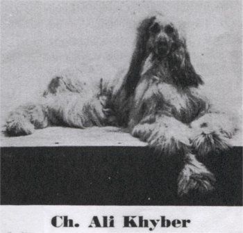 Image of Ali Khyber