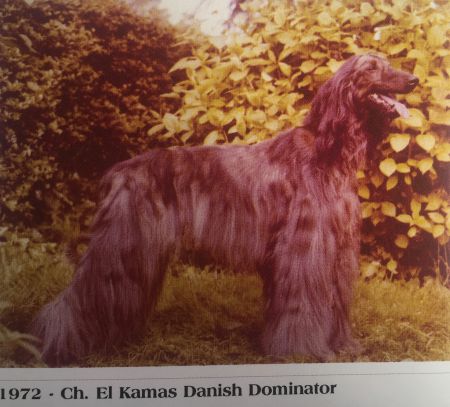 Image of El Kamas Danish Dominator