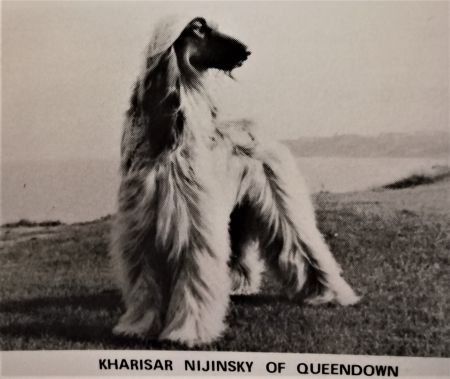 Image of Kharisar Nijinsky Of Queendown