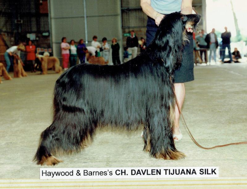 Image of Davlen Tijuana Silk