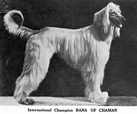 Image of Rana Of Chaman Of Royal Irish