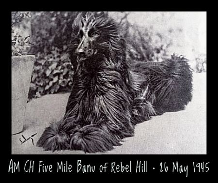 Image of Five Mile Banu Of Rebel Hill