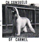 Thumbnail of Consuelo Of Carmel