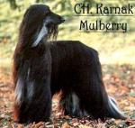 Thumbnail of Karnak Mulberry