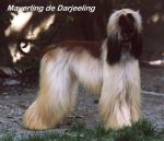 Thumbnail of Mayerling De Darjeeling