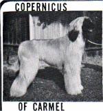 Thumbnail of Copernicus Of Carmel