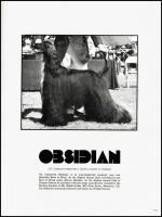 Thumbnail of Coastwind Obsidian