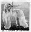 Thumbnail of Cleopatra Of Khorrassan