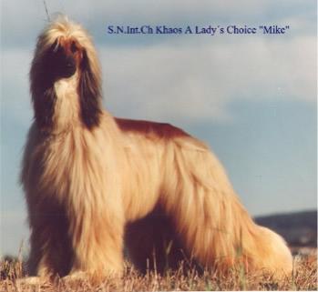 Image of Khaos A Lady's Choice