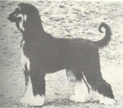 Image of Tajmahal Kenya II