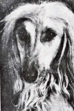 Image of Ravelly Badrea (late Chessington Dolores)