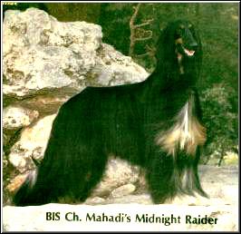 Image of Mahadi's Midnight Raider