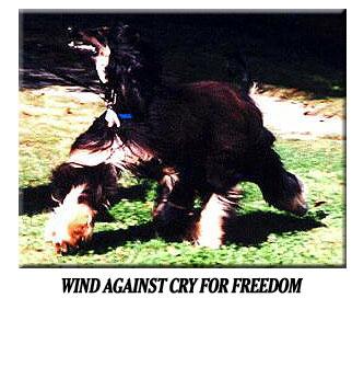Image of Wind Against Cry For Freedom