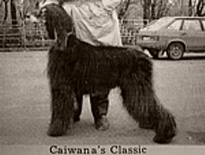 Image of Caiwana's Classic