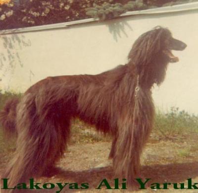 Image of Lakoya's Ali Yaruk