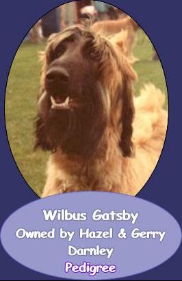 Image of Wilbus Gatsby At Ghinja