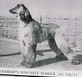 Image of Habah's Mischief Maker