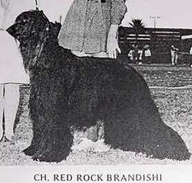 Image of Red Rock Brandishi