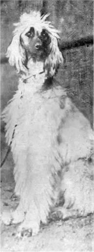 Image of Mahaprajapati Of Geufron