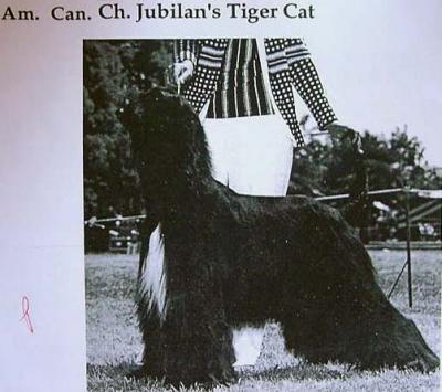 Image of Jubilan's Tiger Cat