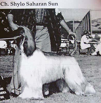 Image of Shylo Saharan Sun
