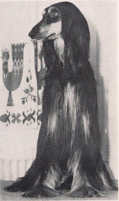 Image of Violetta de domus animula