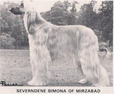 Image of Severndene Simona Of Mirzabad