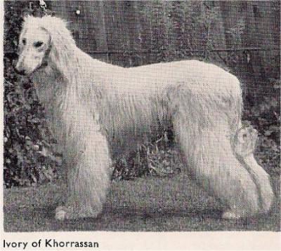 Image of Ivory Of Khorrassan