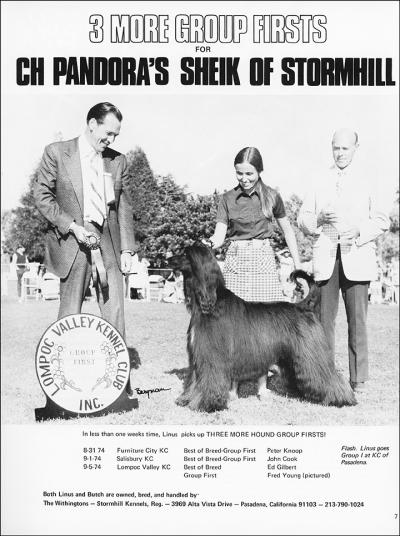 Image of Pandora's Sheik Of Stormhill