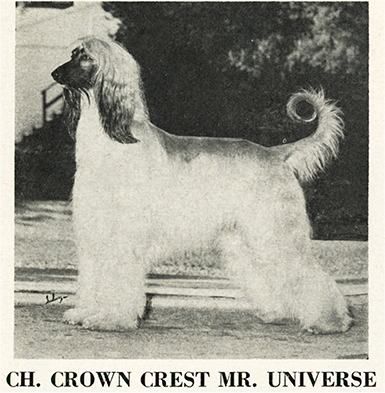 Image of Crown Crest Mr Universe