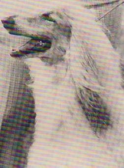 Image of Swan's Image Of Dureigh
