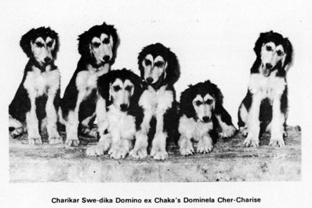 Image of Chaka's Dominela Of Chev-Charise
