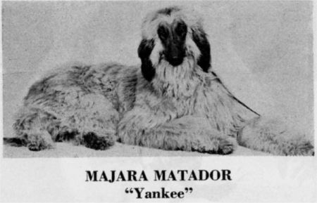 Image of Kalizma's Majara Matador