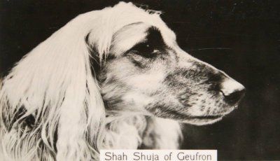 Image of Shah Shuja Of Geufron