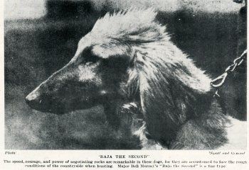 Image of Rajah (UK)(1914)