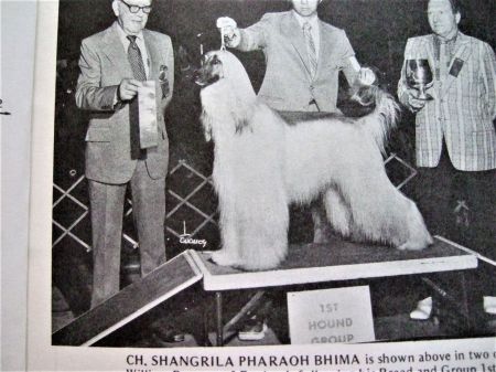 Image of Shangrila Pharaoh Bhima