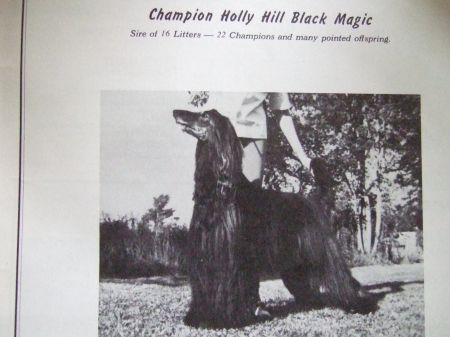 Image of Holly Hill Black Magic