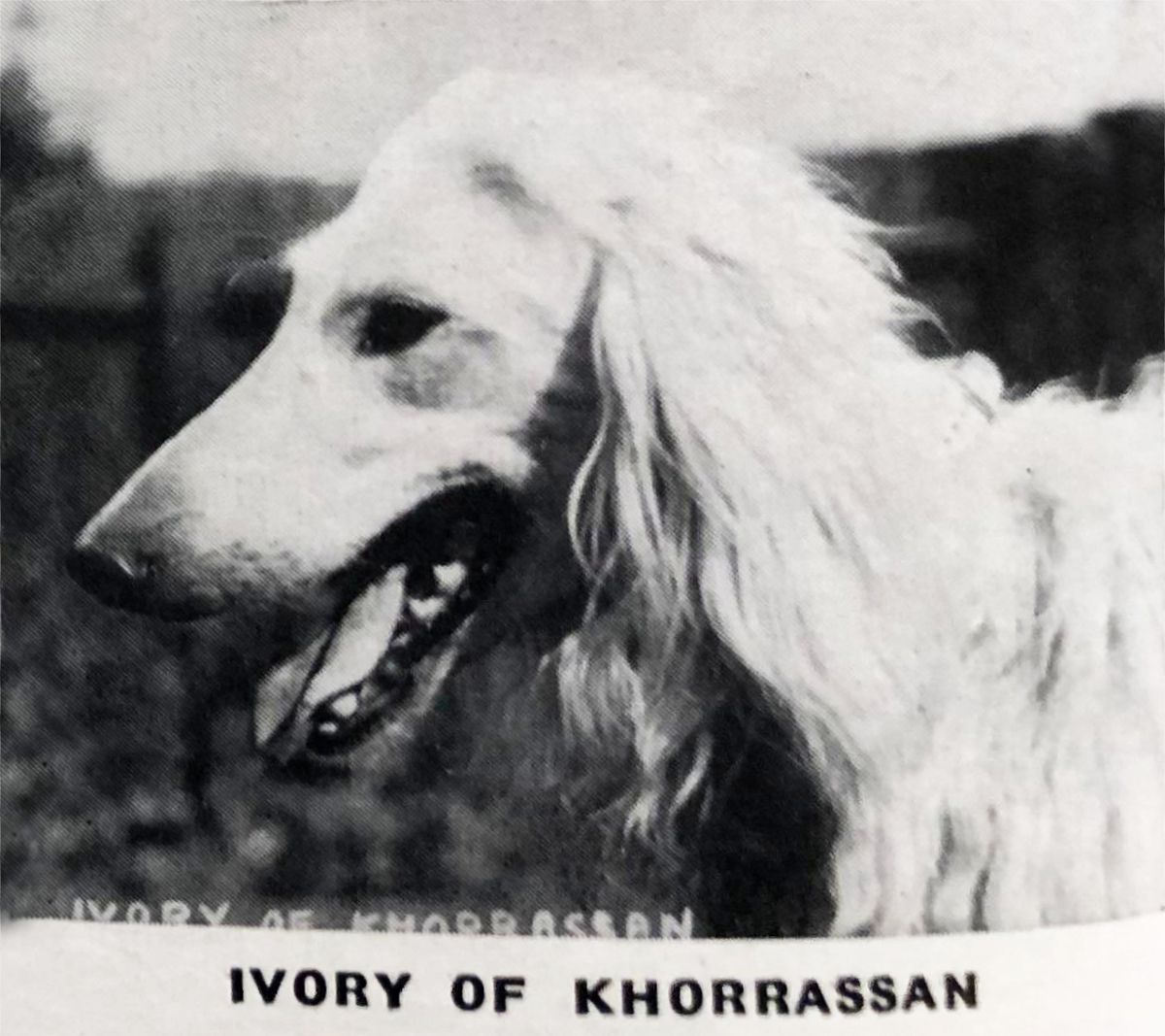 Image of Ivory Of Khorrassan