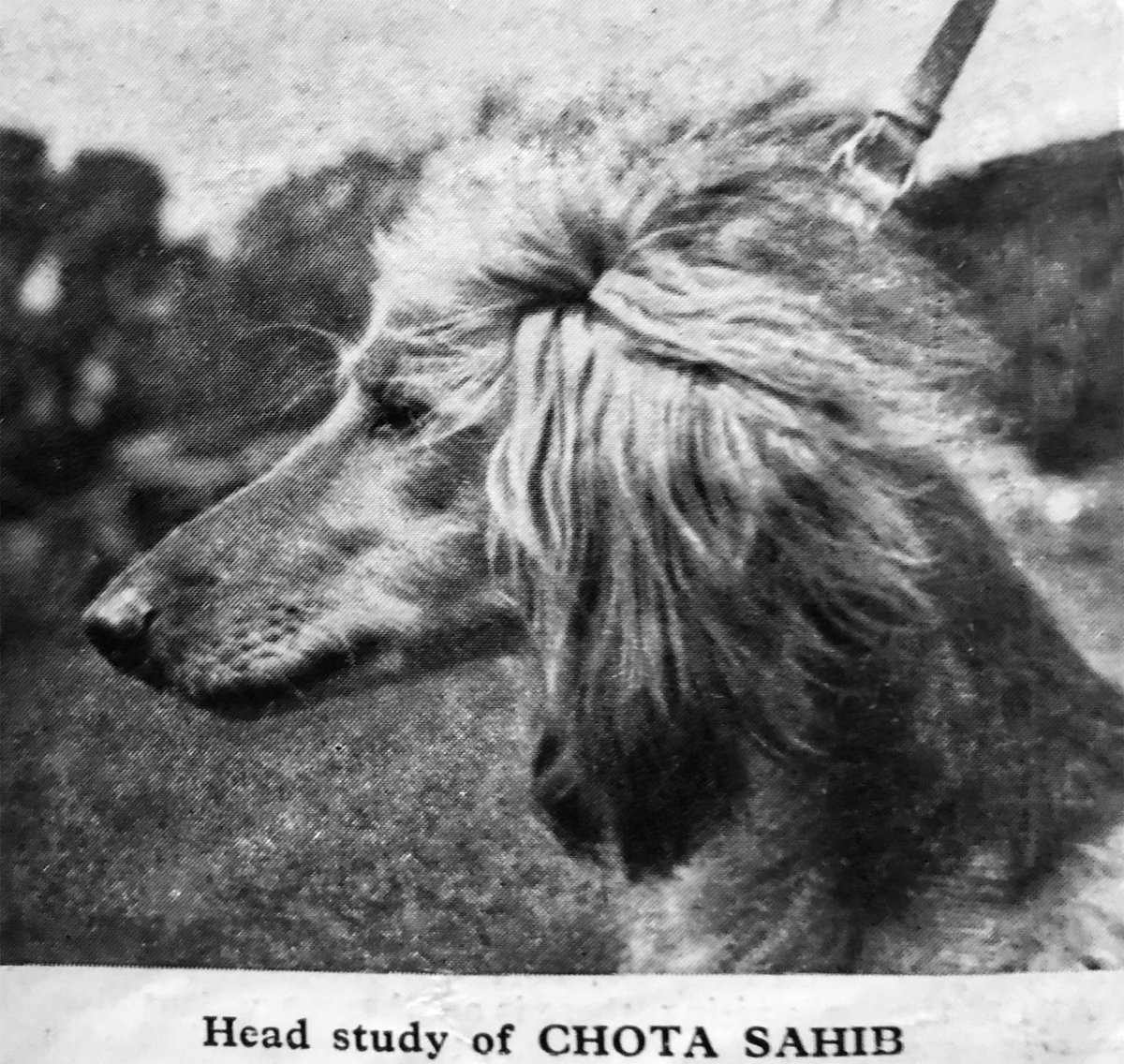 Image of Chota Sahib