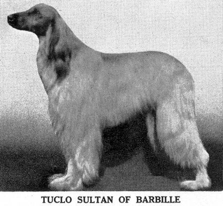 Image of Tuclo Sultan Of Barbille