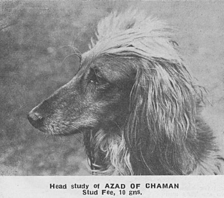 Image of Azad Of Chaman