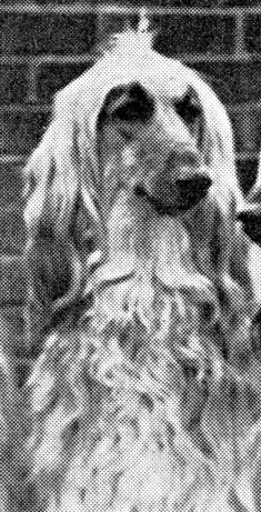 Image of Woodland Lassie