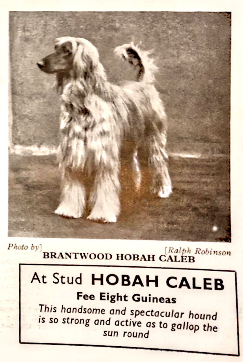 Image of Brantwood Hobah Caleb