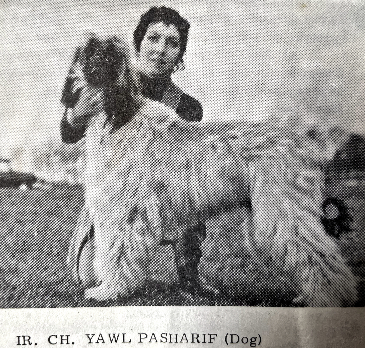 Image of Yawl Pasharif